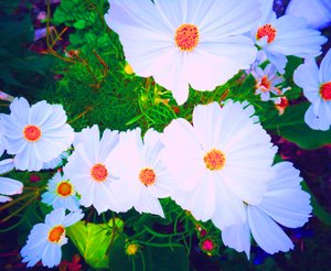 Flowers by Martina Konitzky