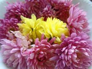 Chrysanthemum Blossoms
