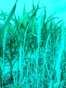 Fields in Summer by Martina Konitzky