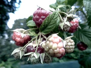 Raspberry Hedge