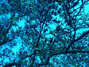 Blue Magnolias by Martina Konitzky