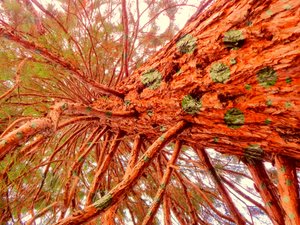Dotted Sequoia by Martina Konitzky
