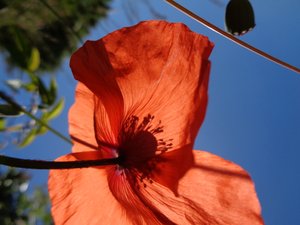 Poppies