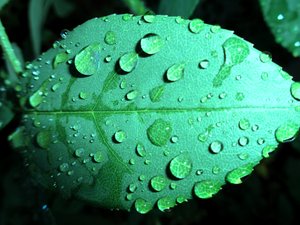 Raindrops