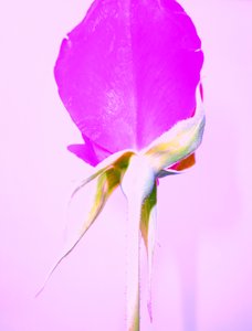 Purple Rose