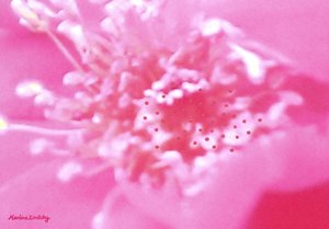Rose Scent by Martina Konitzky