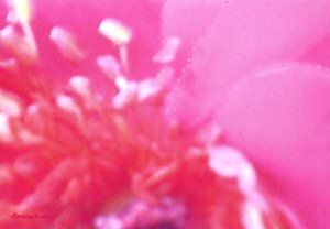 Rose Scent 1