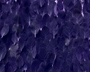 Sage