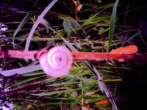 Snail
