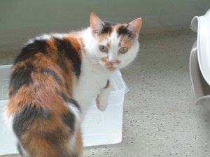 Skipper