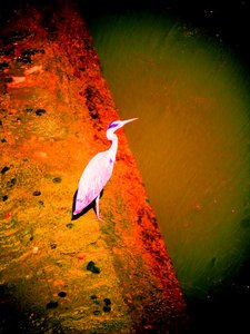 Grey Heron by the River by Martina Konitzky