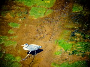 Bird by the River by Martina Konitzky