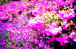 Front Garden with Roses and Lavender