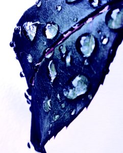 Water Drops Blue by Martina Konitzky