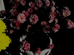 chrysanthemums5