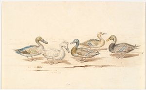 Studies of Various Types of Ducks by Martinus Rørbye