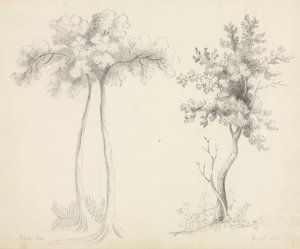 Studies of Upas and Maple Trees