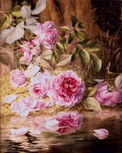 Blairie Roses
