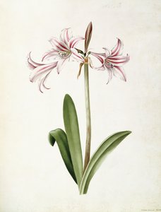 Amaryllis Vittata Formosa by Mary Elizabeth Rosenberg