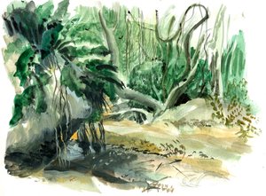 Tyrona, jungle, 2008