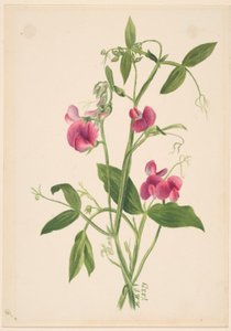 (Untitled - Flower Study) by Mary Vaux Walcott