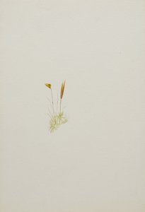 (Untitled) by Mary Vaux Walcott