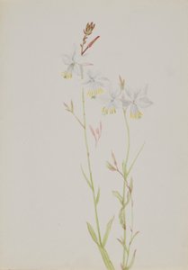 (Untitled) by Mary Vaux Walcott