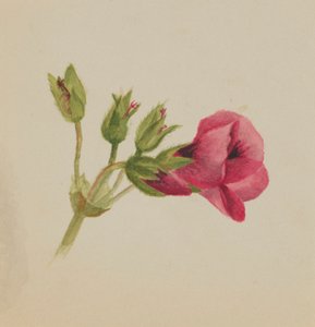 Untitled (Flower Study)