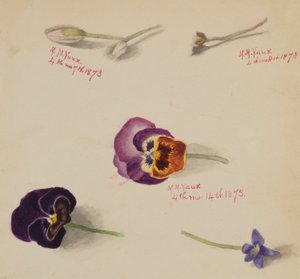 Untitled - Flower Study