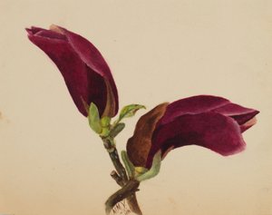 (Untitled--Flower Study)