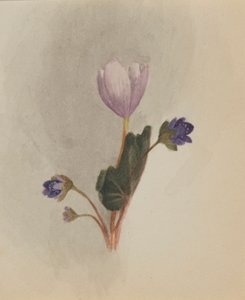 Untitled (Flower Study) by Mary Vaux Walcott