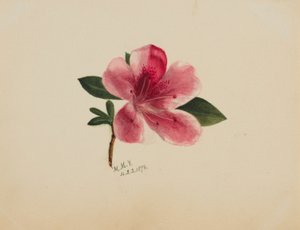 Untitled (Flower Study)