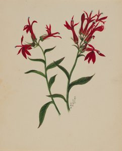 Untitled (Flower Study) by Mary Vaux Walcott