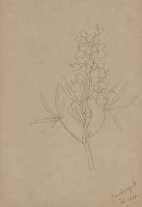 Untitled (Flower Study) by Mary Vaux Walcott