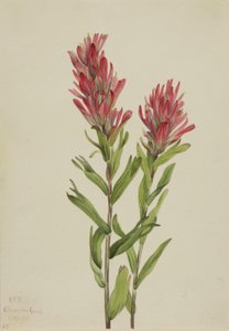 Alberta Paintbrush
