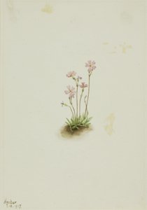 Alberta Primrose