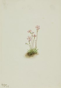 Alberta Primrose Primula maccalliana, 1917