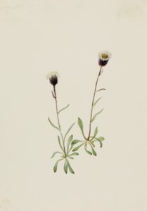 Aleutian Fleabane by Mary Vaux Walcott
