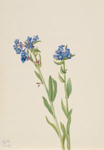 Alpine Forget-Me-Not Myosotis alpestris, 1937