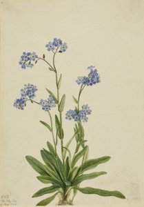 Alpine Forget-me-not (Myosotis alpestris) by Mary Vaux Walcott