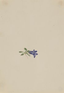 Alpine Harebell by Mary Vaux Walcott
