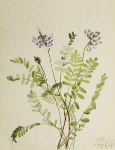 Alpine Milkvetch Astragalus alpinus by Mary Vaux Walcott