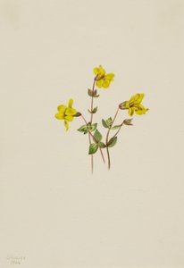 Alpine Monkey Flower Mimulus caespitosus by Mary Vaux Walcott