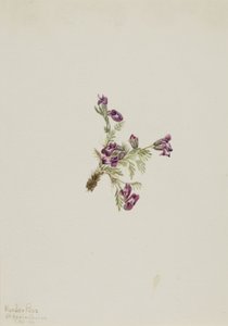 Alpine Pointvetch (Oxytropis podocarpa)