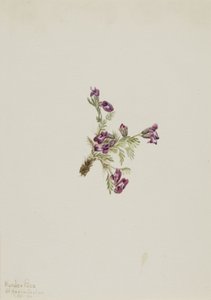 Alpine Pointvetch Oxytropis podocarpa