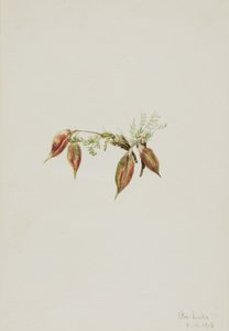 Alpine Pointvetch Oxytropis podocarpa, 1918 by Mary Vaux Walcott
