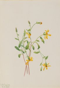 Alpine Ragwort Senecio species