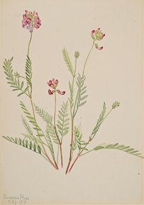 Alpine Vetch Astragalus Bourgovii by Mary Vaux Walcott