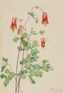 American Columbine (Aquilegia Canadensis) by Mary Vaux Walcott