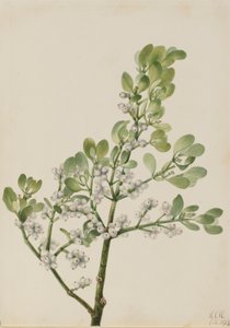 American Mistletoe by Mary Vaux Walcott
